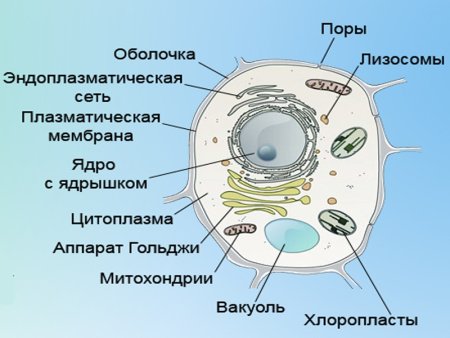 Строение растительной клетки 6 кл