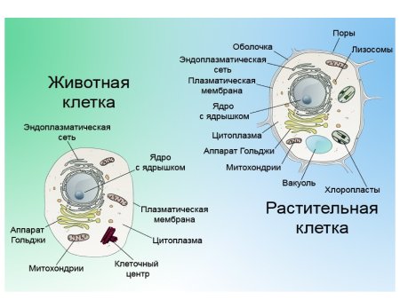 Схема строения животной клетки 9 класс биология