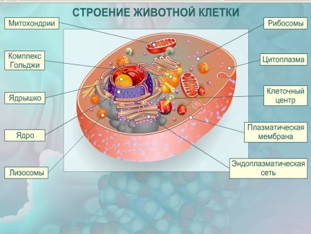 Схема строения растительной клетки чб