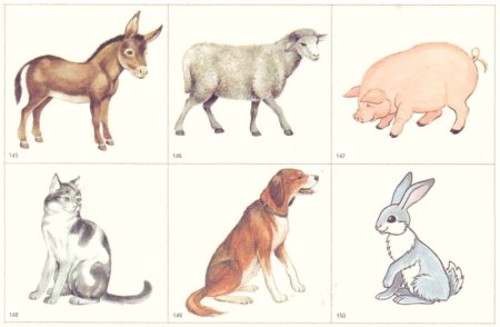 Домашние животные развитие