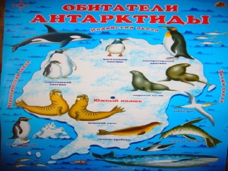 Животные Арктики и Антарктики