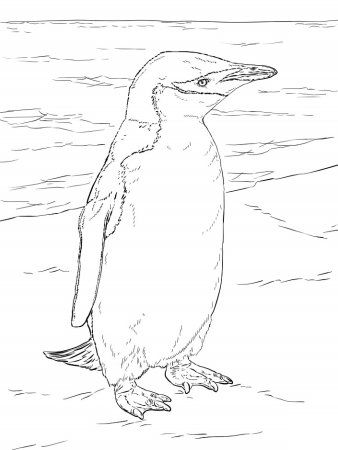 Животные Антарктиды раскраска