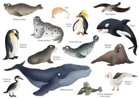 Животные Антарктики для дошкольников