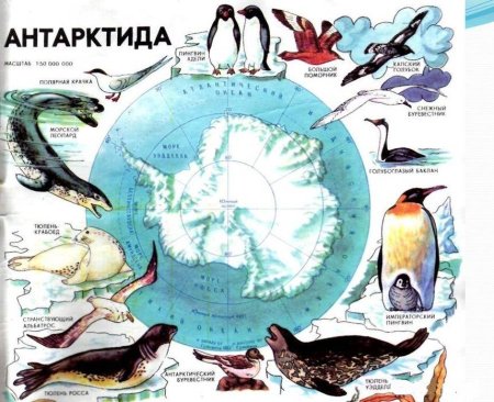 Животные Антарктиды учебник