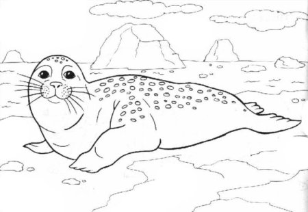 Морской котик раскраска