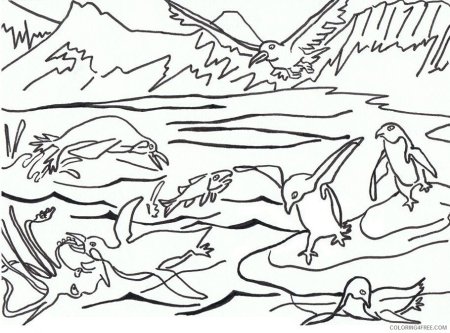 Раскраска животные Антарктиды для детей