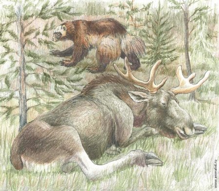 Анималист Шкурко Антон