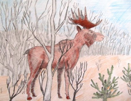 Рисунки животных и растений