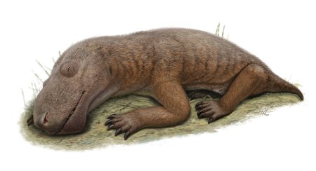 Зверозубые рептилии синапсиды