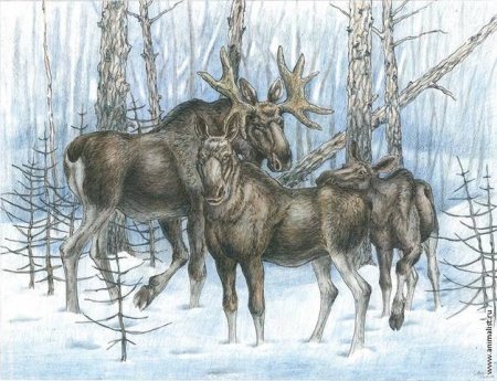 Антон Шкурко - анималистика