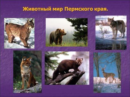 Животные Пермского края названия