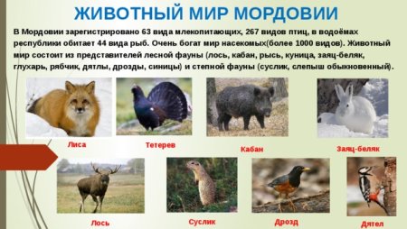 Животные красной книги Мордовии