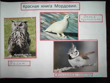 Растения и животные из красной книги Мордовии