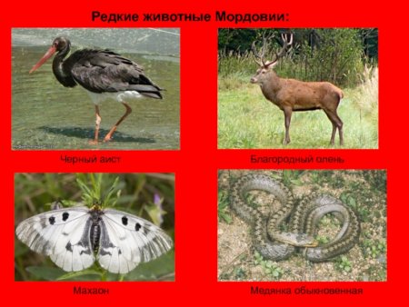 Животные красной книги Мордовии