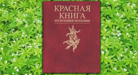 Растения Мордовии занесенные в красную книгу