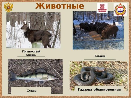 Красная книга Мордовского заповедника