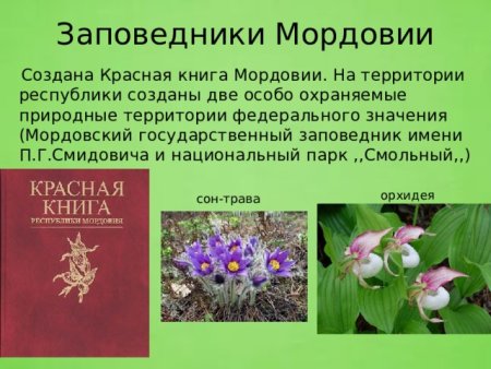 Растительный мир Мордовии