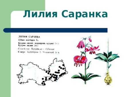 Фон для презентации красная книга