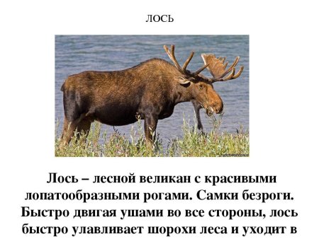 Красная книга Мордовии животные и растения