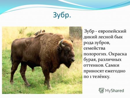 Животные Удмуртии описание