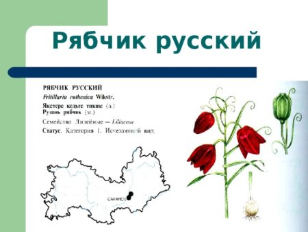 Красная книга животных и птиц