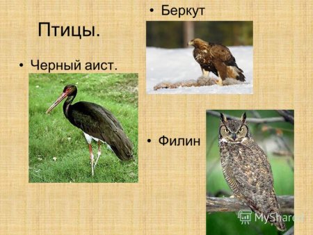 Рисунки животных из красной книги