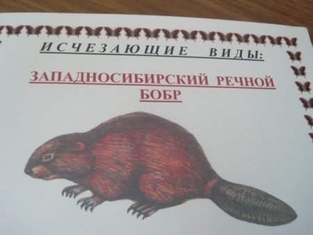 Животные красной книги рисунки