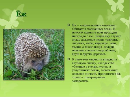 Рисунок на тему животное