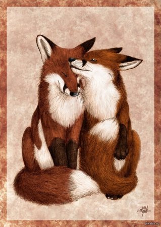 Лисы обнимаются