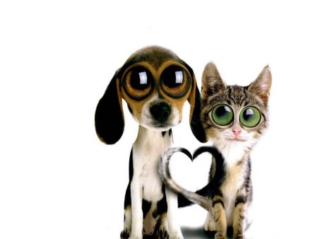 Обои мультяшные животные