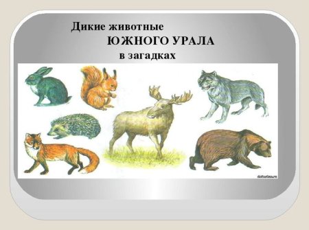 Животные Урала для дошкольников
