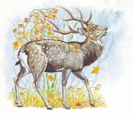 Лось раскраска для детей