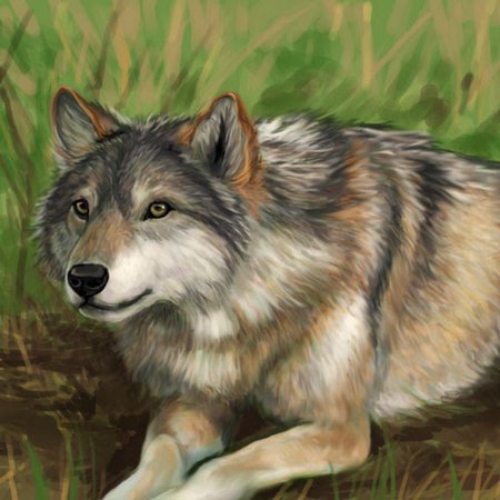 Раскраска "Дикие животные"