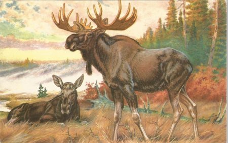 Рысь раскраска