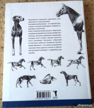 Андраш Суньоги анатомический рисунок