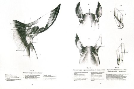 Конструкционной анатомии (д.а.Жданов): доли,