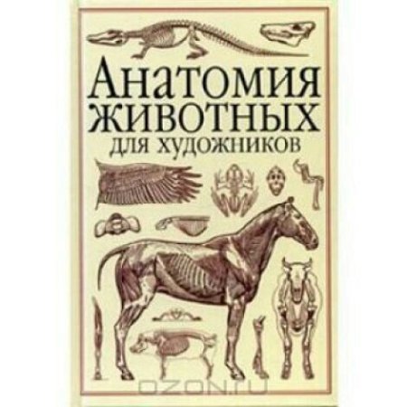 Андраш Суньоги анатомический рисунок
