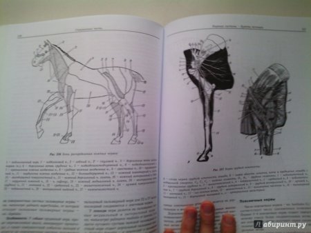 Бык референс анатомия