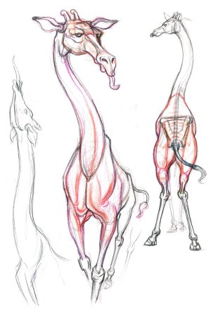 Андраш Суньоги большая книга рисования