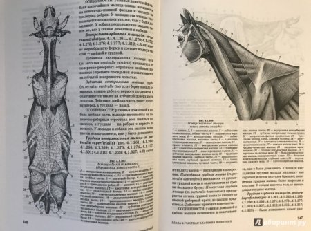 Gaskin у лошади