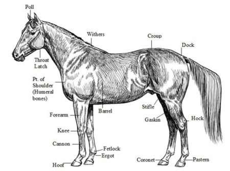 Анатомия животных референс