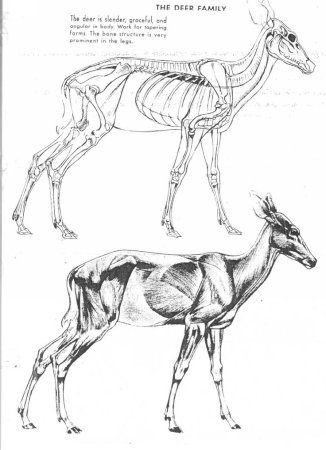 Андраш Суньоги большая книга рисования