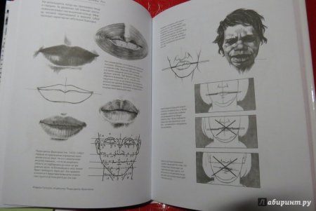 Лев анатомия скелет