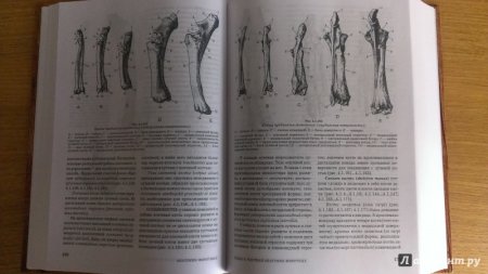 Олениха анатомия
