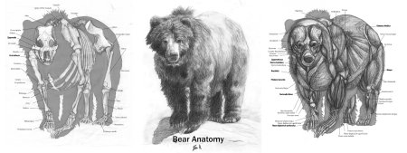 Мышцы туловища лошади