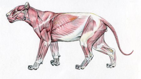 Лев в профиль референс