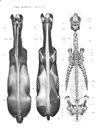 Строение головы лошади