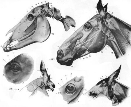 Лошадь вид сверху