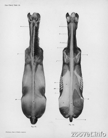 Бёрн Хогарт динамическая анатомия для художников