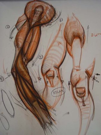 Человеческая анатомия для художников